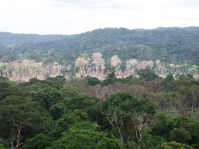 Les forêts tropicales perdent leur capacité à absorber le carbone