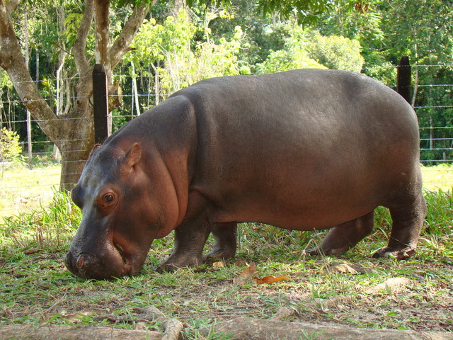 Les hippopotames de Pablo Escobar restaurent un monde perdu