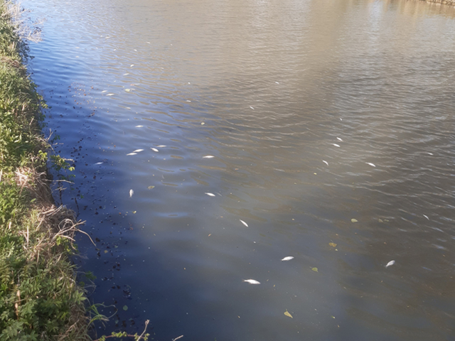 Une usine française cause une pollution majeure du fleuve Escaut, en Belgique