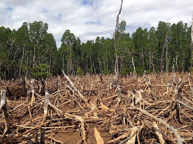 Les recherches sur les liens entre déforestation et épidémies sont insuffisantes, alertent des scientifiques