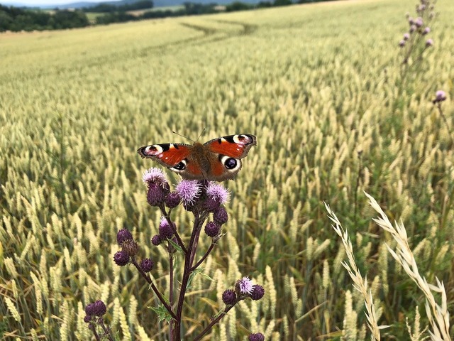 L'Europe a échoué à enrayer le déclin de la biodiversité 