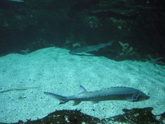En 46 ans, la population de poissons migrateurs a baissé de 76<small class="fine d-inline"> </small>%
