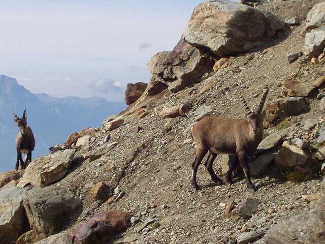 La justice enjoint au préfet de Haute-Savoie de chercher des solutions de rechange à l'abattage de bouquetins