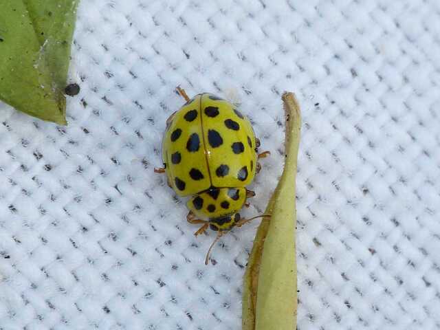 En Picardie, on recherche la coccinelle à 22 points