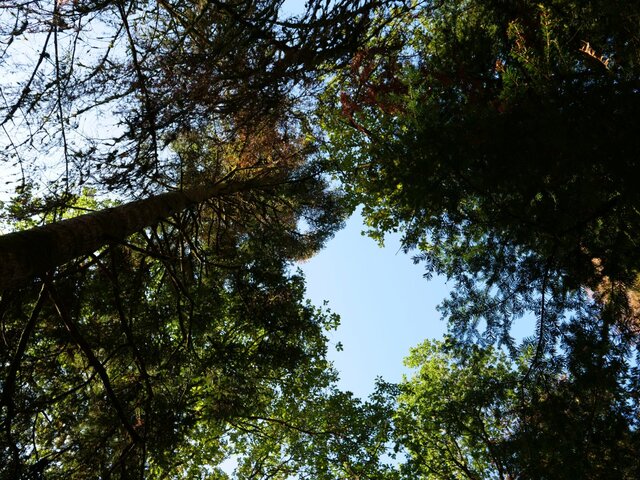 Le hold-up des planteurs d'arbres sur le plan de relance