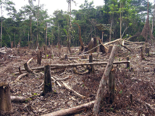 Le Parlement européen veut mettre fin à la déforestation mondiale provoquée par l'<span class="caps">UE</span>