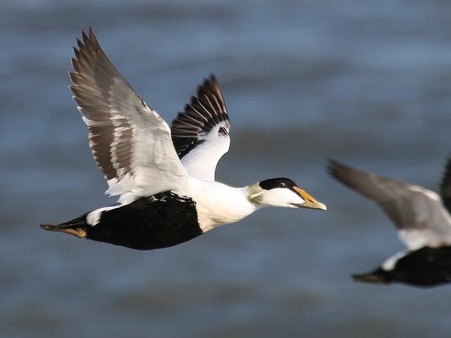 Le canard eider victime de la chasse aux électeurs