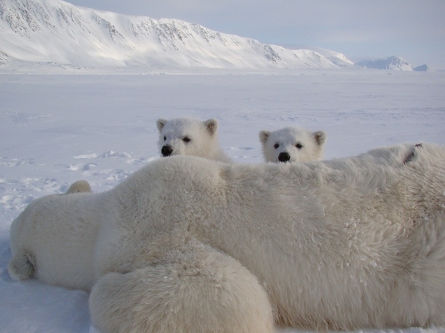 Si les glaces continuent à fondre, les ours polaires auront disparu à la fin du siècle