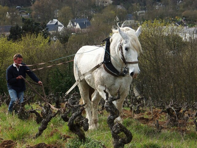 La vigne au rythme des sabots
