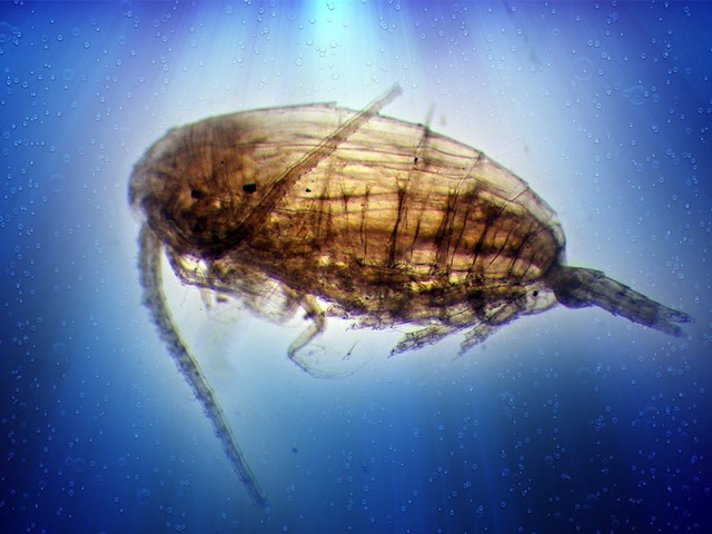 Le changement climatique bouleverse la biodiversité marine
