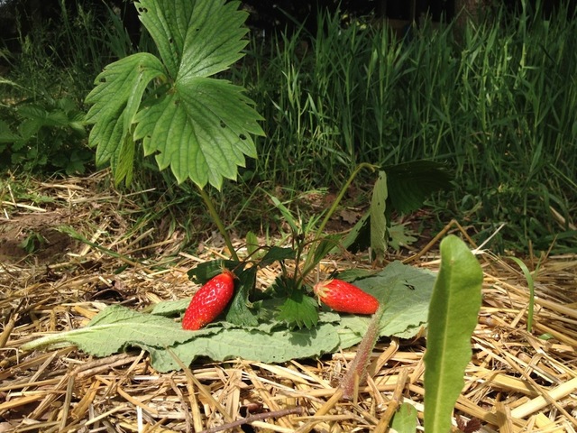 Jardin sans pétrole - C'est le temps des fraises - et pas besoin de les sucrer