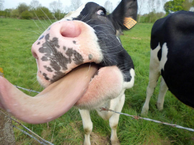 Les députés ne veulent pas étiqueter les aliments issus d'animaux nourris aux <span class="caps">OGM</span>