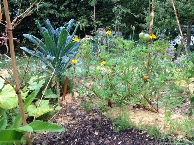 Le jardin sans pétrole - La surprise d'un deuxième printemps, juste avant l'automne