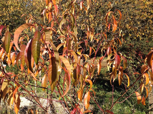 Comment nous avons sauvé le pêcher dans l'automne radieux