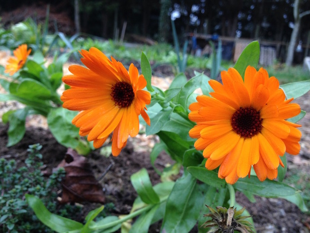 Au jardin sans pétrole et sans froid, les soucis fleurissent