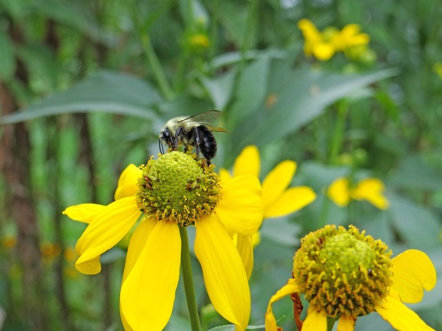 Reporterre sur France Inter : alerte au déclin des abeilles
