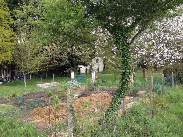 Les insectes pollinisateurs sont indispensables