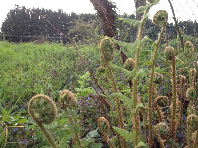 Au Jardin sans pétrole, la fougère, c'est super