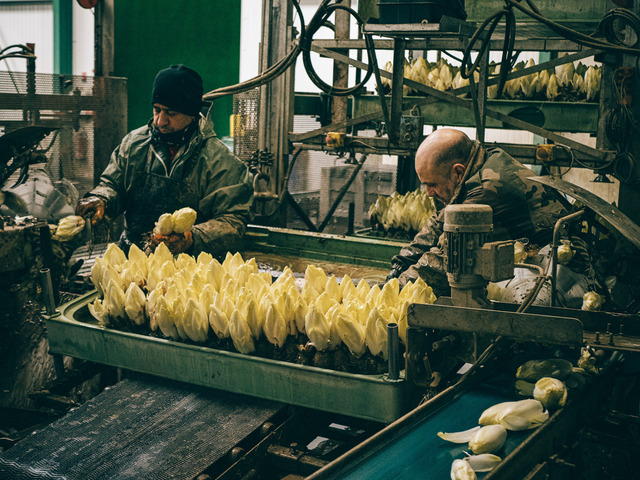 Les producteurs d'endives ont du mal à imaginer un futur sans pesticides