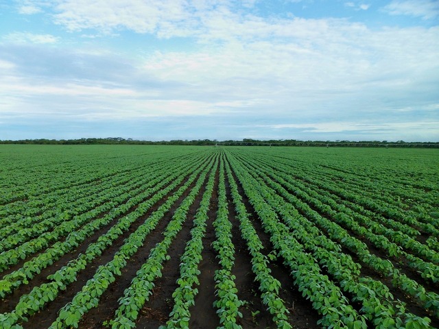 Les agrocarburants pourraient émettre plus de <span class="caps">CO</span><sub>2</sub> que les fossiles