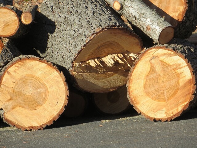 Trafic de bois vers la Chine : des forestiers condamnés
