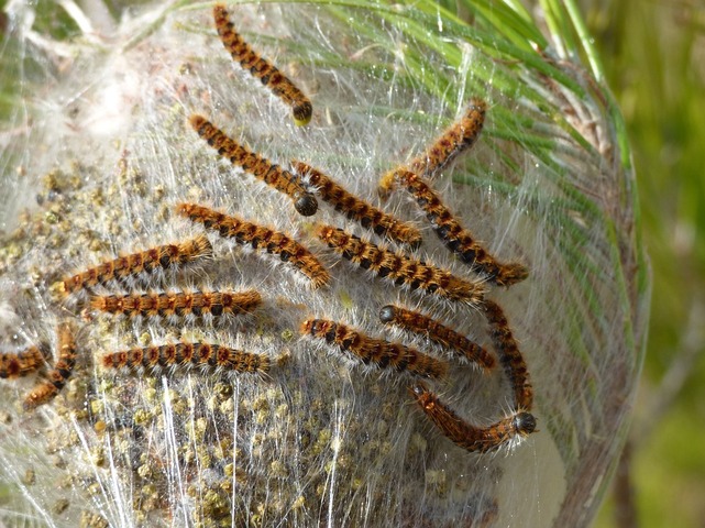 Reporterre sur France Inter : Les plantes de plus en plus exposées aux pathogènes voyageurs