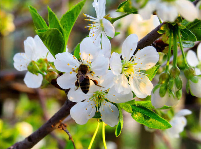 Reporterre sur Inter : les agrocarburants ne sont pas les amis des abeilles