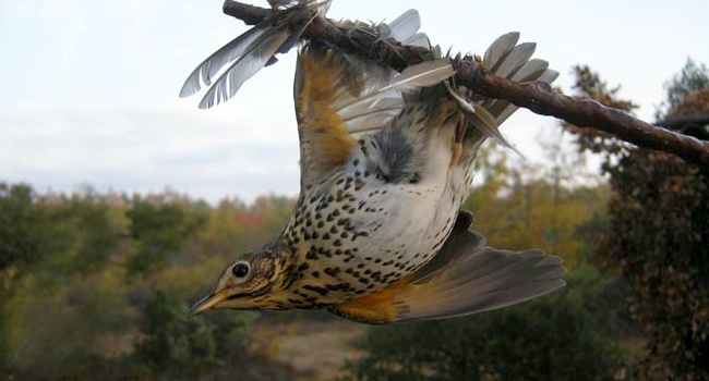 Le Conseil d'État rejette le recours de la Ligue de protection des oiseaux contre la chasse à la glu