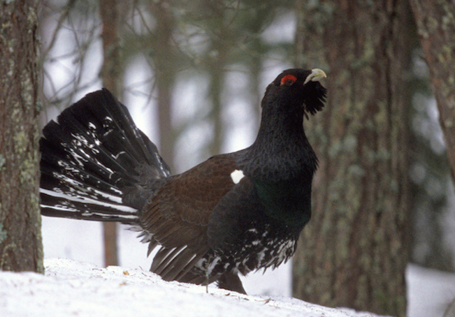 La folle chasse au grand tétras, espèce en voie de disparition