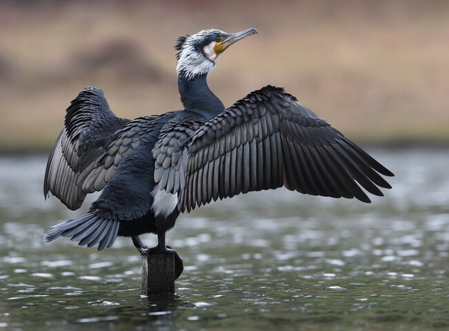 Le tir des cormorans, espèce protégée, à nouveau autorisé 