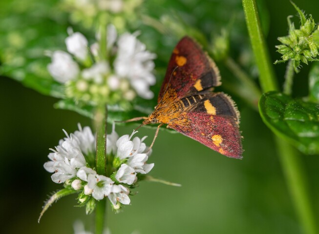 Pollinisateurs essentiels, les papillons de nuit sont en net déclin