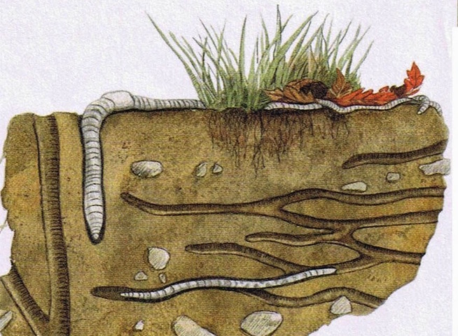Au jardin sans pétrole, il faudra encore longtemps pour reconstituer la population de vers de terre<small class="fine d-inline"> </small>!