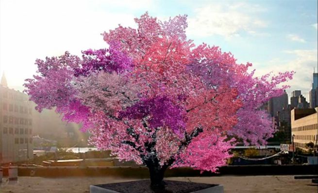 Extraordinaire : un arbre aux quarante variétés de fruits
