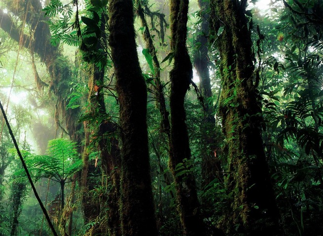 L'exploitation de la forêt tropicale n'est écologique qu'à petite échelle, démontrent des scientifiques
