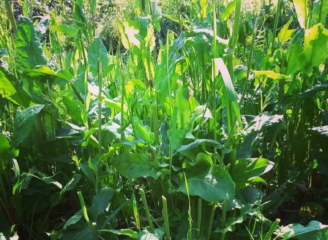 Le jardin sans pétrole - La cure de jouvence de la grande oseille