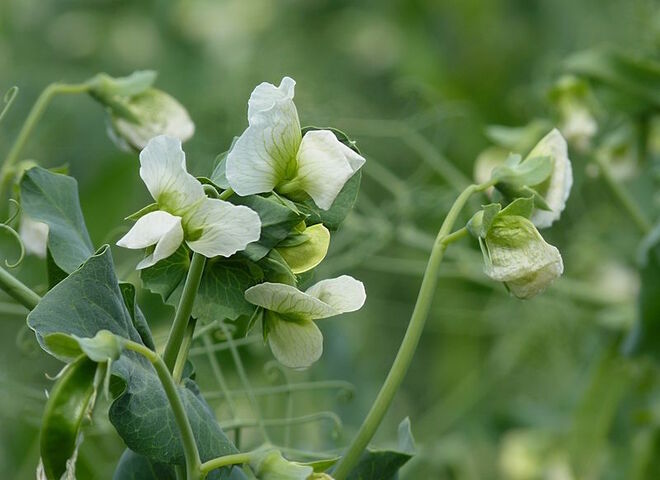 La riche histoire du petit pois, qui fut le caviar de Louis <span class="caps">XIV</span>