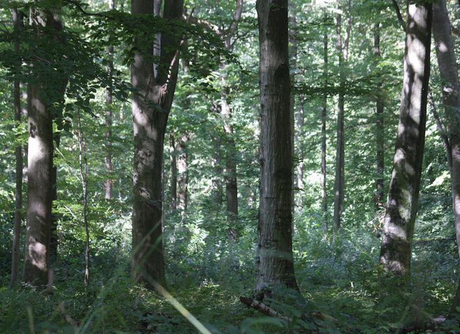 Reporterre sur France Inter : planter des arbres en Europe<small class="fine d-inline"> </small>? Pas forcément bon pour le climat