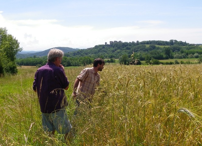Il retrouve et cultive des variétés anciennes de blé pour éviter la chimie