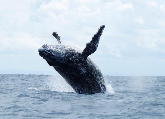 Une baleine à bosse fait 13 000 km pour trouver l'amour