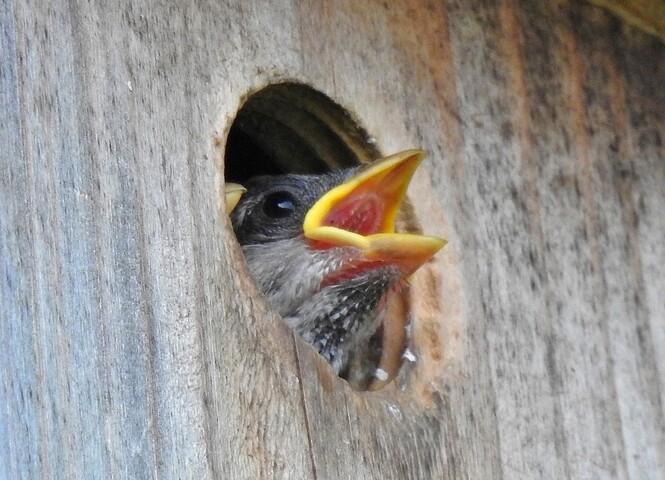 600 millions d'oiseaux ont disparu en Europe
