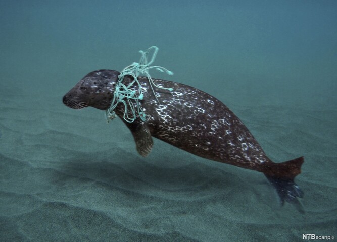«<small class="fine d-inline"> </small>Continent de plastique<small class="fine d-inline"> </small>» : la faute à la pêche industrielle