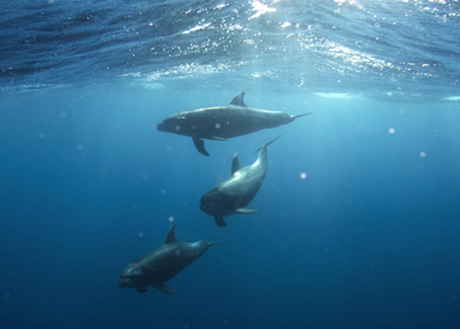 Les dauphins sauvages menacés par le tourisme 
