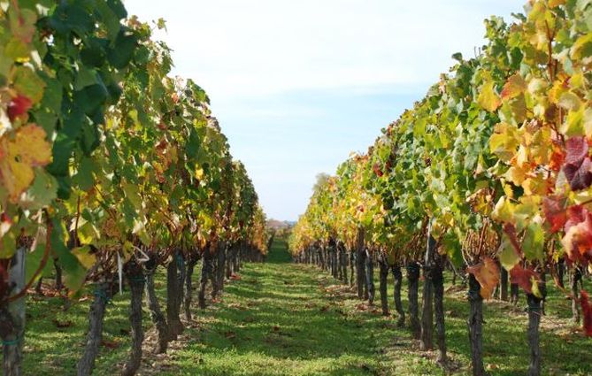 Ces vignerons qui se battent pour un vin éthique 