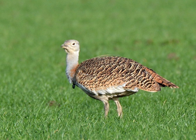 Les grandes outardes pourraient «<small class="fine d-inline"> </small>s'automédiquer<small class="fine d-inline"> </small>»