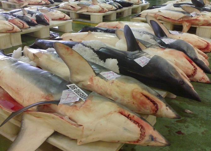 La surpêche aura-t-elle bientôt raison des requins<small class="fine d-inline"> </small>? 