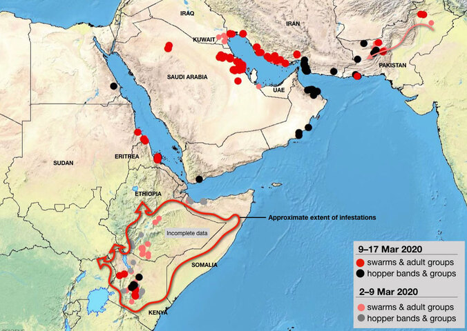 L'invasion des criquets menace l'est de l'Afrique et le Moyen Orient