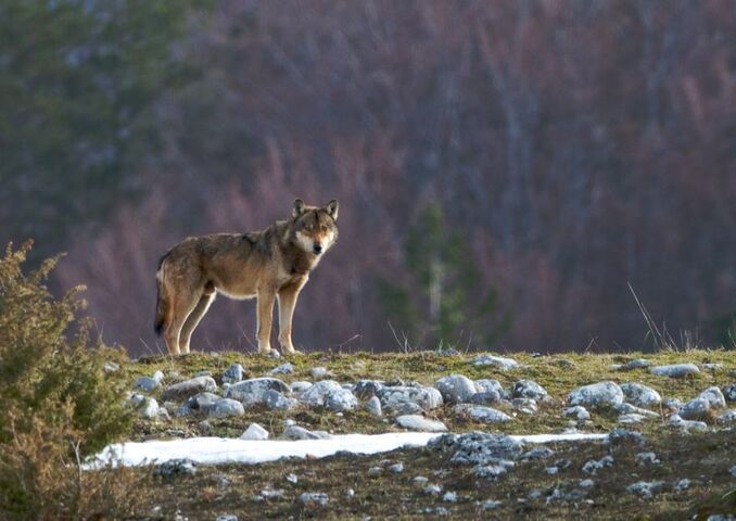 Deux loups abattus en deux jours par des chasseurs