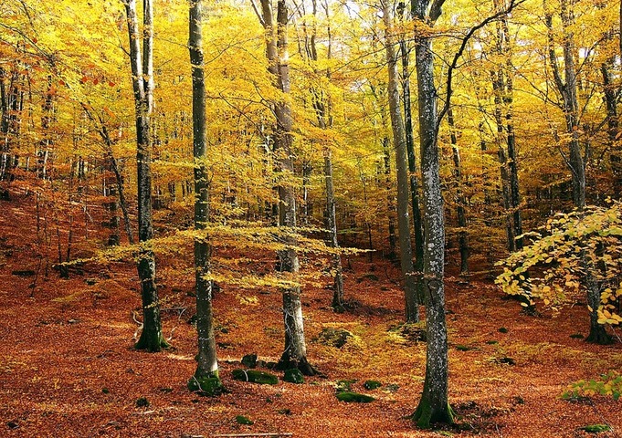 Radio Bambou : La forêt où les arbres discutent