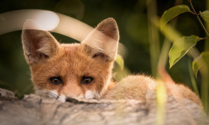 Ouverture précipitée de la chasse : plus de 78.000 personnes s'y opposent