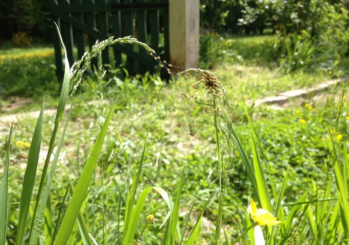 Au jardin sans pétrole - Les mœurs pas banales de l'araignée admirable 
